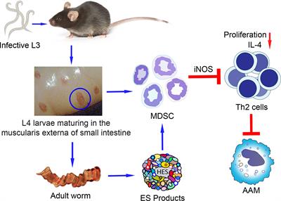 Myeloid-Derived Suppressor Cells: The Expanding World of Helminth Modulation of the Immune System